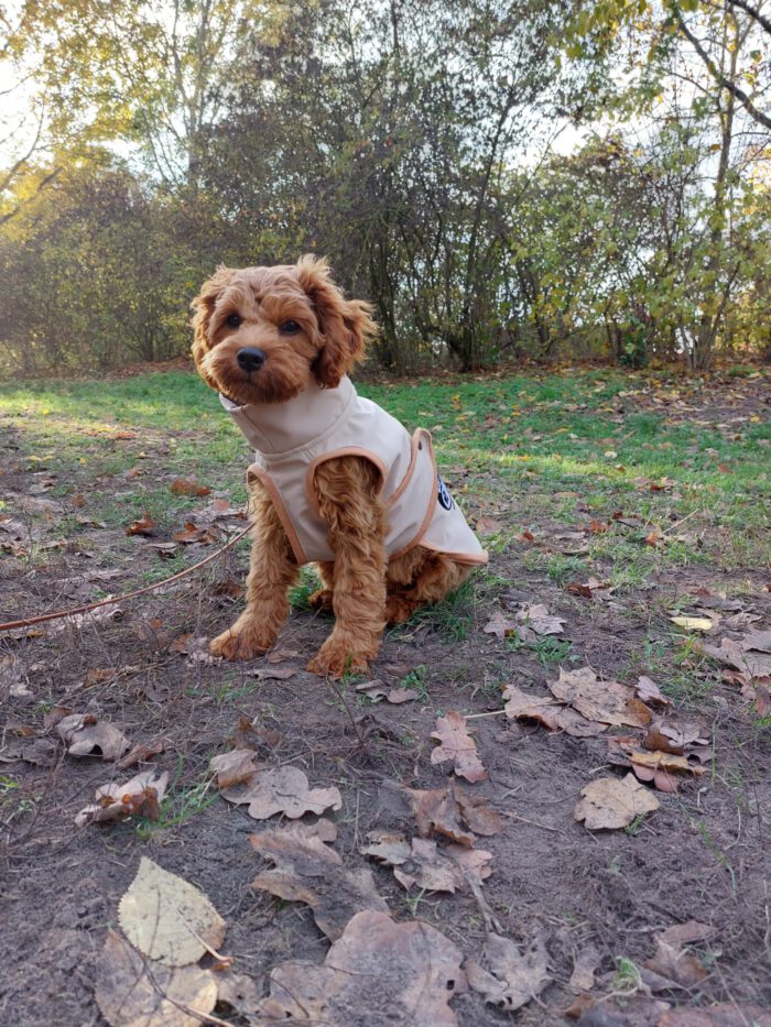 Hundemantel aus Softshell, maßgeschneidert